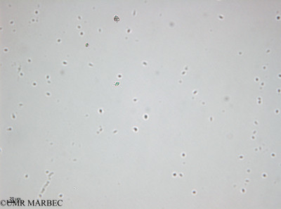 phyto/Bizerte/bizerte_bay/RISCO April 2014/Tetraselmis sp2 (- 140728).tif(copy)_thumb.jpg